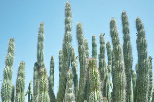 Desert Cactus