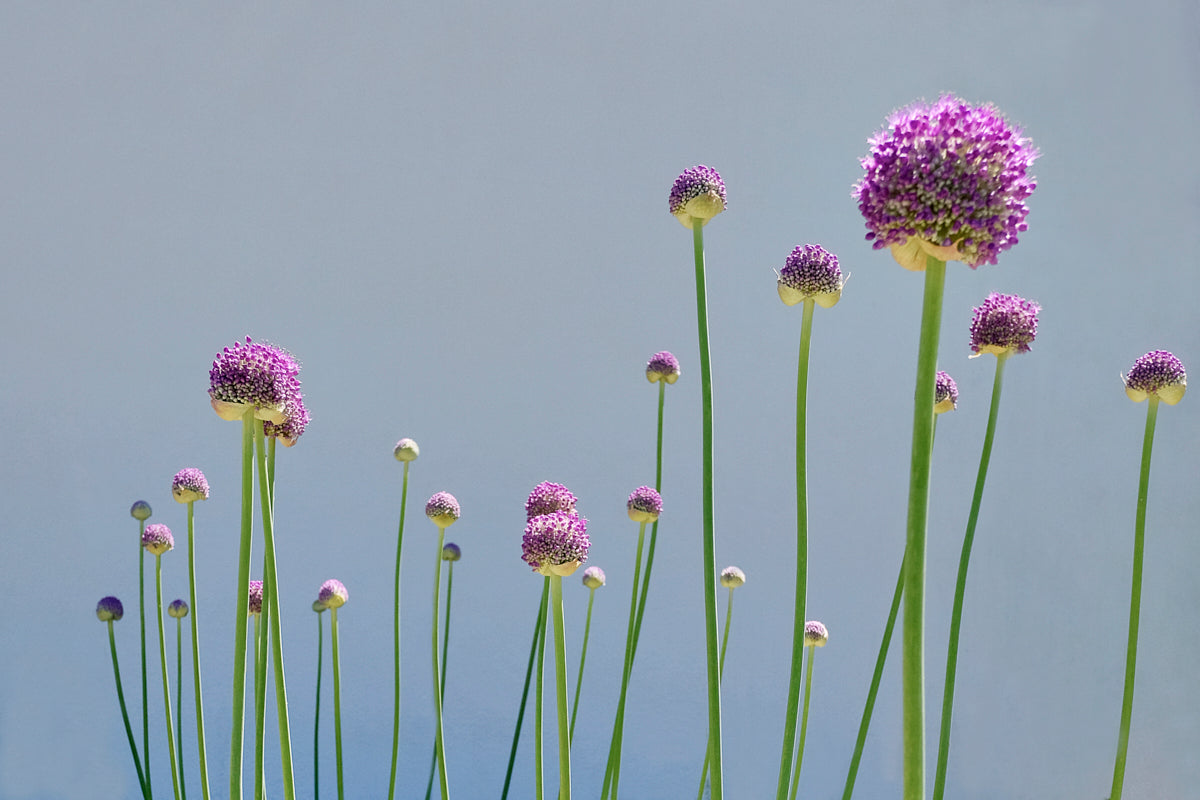 Island Allium