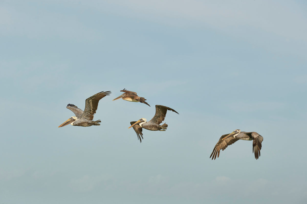 Pelicans