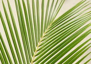 Palm Leaf